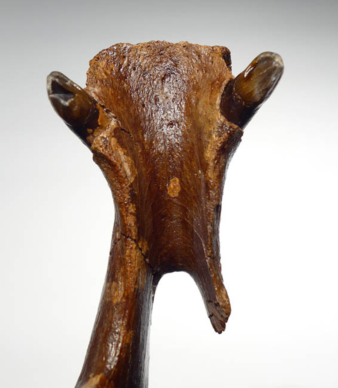 LMX079 - ULTRA-RARE LEFT MANDIBLE WITH ORIGINAL INTACT MOLARS AND CANINES OF THE EARLY MIOCENE THREE-TOED HORSE ANCHIPPUS