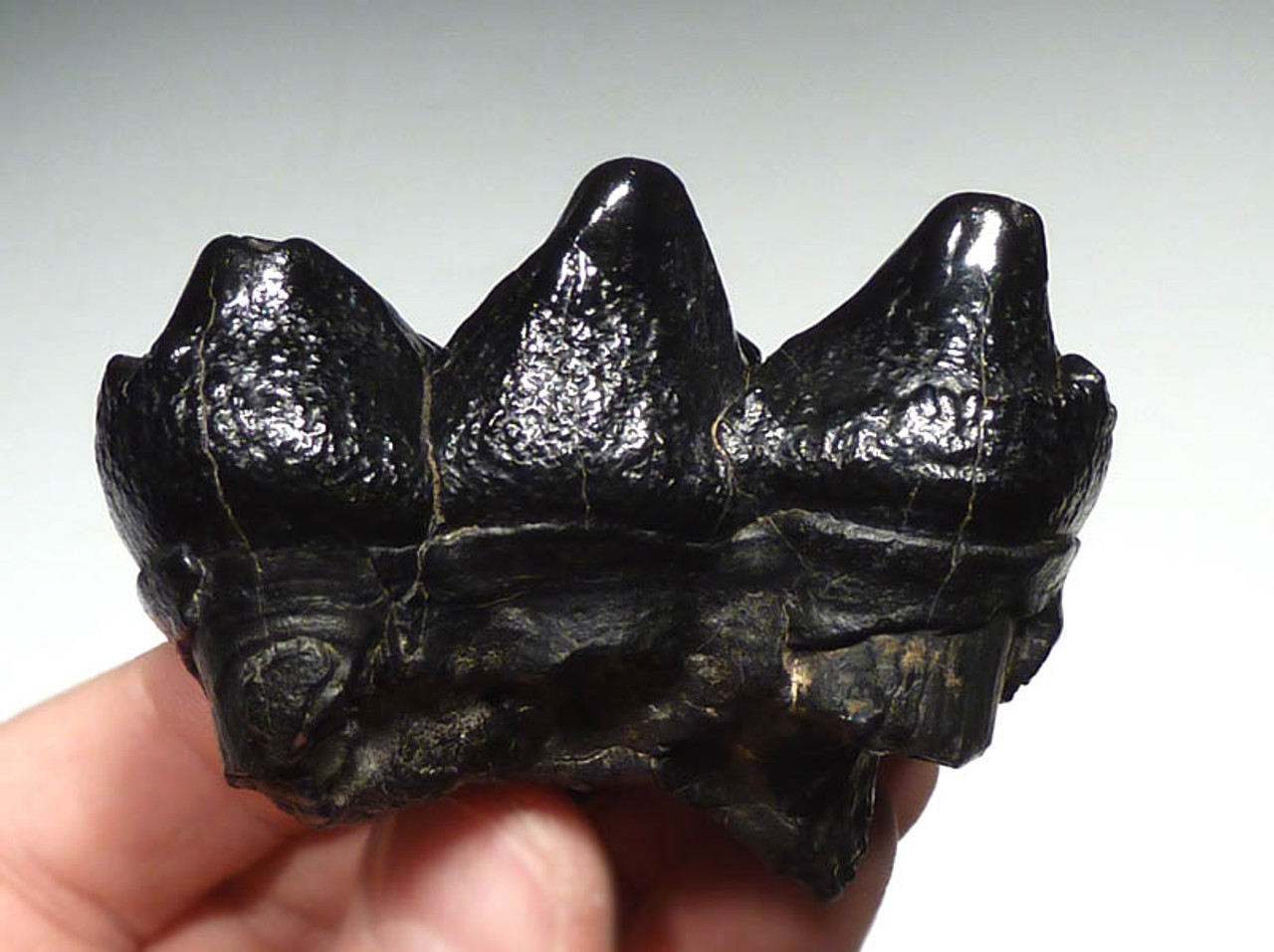 LM15-039 - SUPREME BABY MASTODON ELEPHANT MOLAR  WITH INTERESTING TOOTH DECAY CAVITY