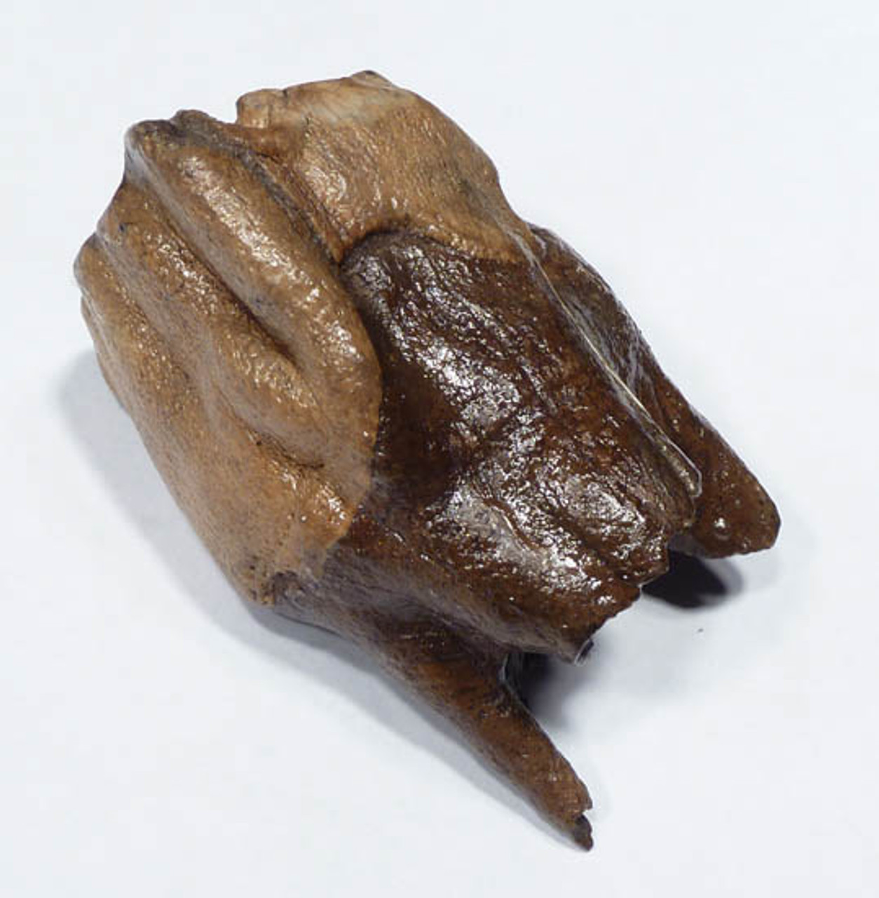 LM12-059  - FOSSIL GOLD AND BROWN  FINEST GRADE WOOLLY RHINOCEROS UPPER MOLAR TOOTH WITH INTACT ROOT