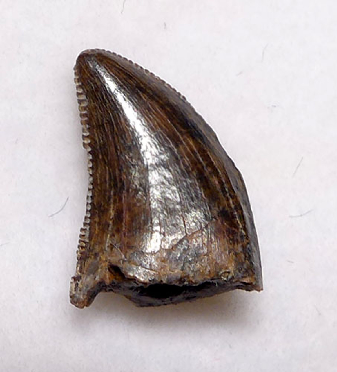 DT6-216 - DROMAEOSAURUS "RAPTOR" DINOSAUR TOOTH FROM HELL CREEK