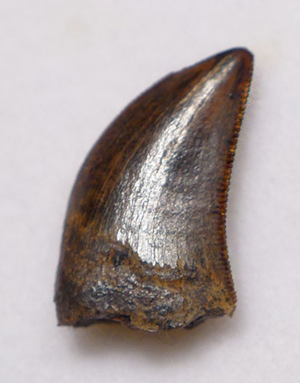 DT6-214 - DROMAEOSAURUS "RAPTOR" DINOSAUR TOOTH FROM HELL CREEK