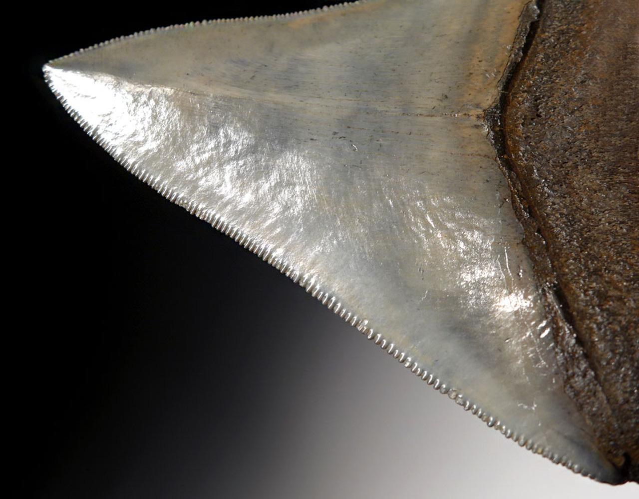 SH6-301 - FINEST GRADE 3.9 INCH MEGALODON SHARK TOOTH