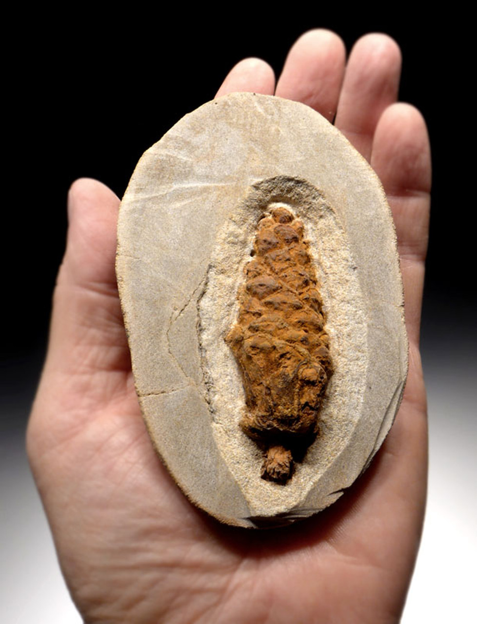 PL088 - FOSSIL OLIGOCENE PINE CONE IN ROCK CONCRETION FROM BAD KREUZNACH GERMANY