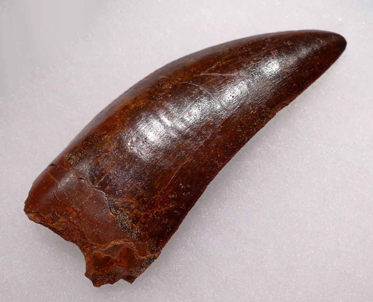 DT2-058 - INVESTMENT QUALITY UNBROKEN 3.25 INCH CARCHARODONTOSAURUS DINOSAUR TOOTH