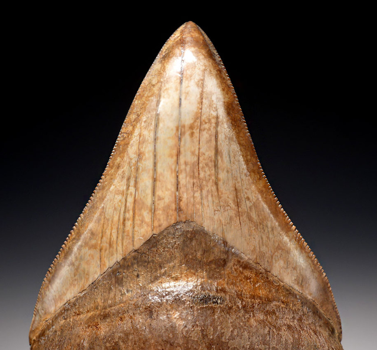 SH6-317 - COLLECTOR GRADE 3.85 INCH IVORY AND COPPER MEGALODON SHARK TOOTH FROM THE LOWER JAW