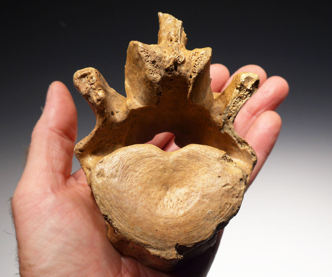 LM40-151 - EUROPEAN CAVE BEAR URSUS SPELAEUS VERTEBRA FROM BELGIUM