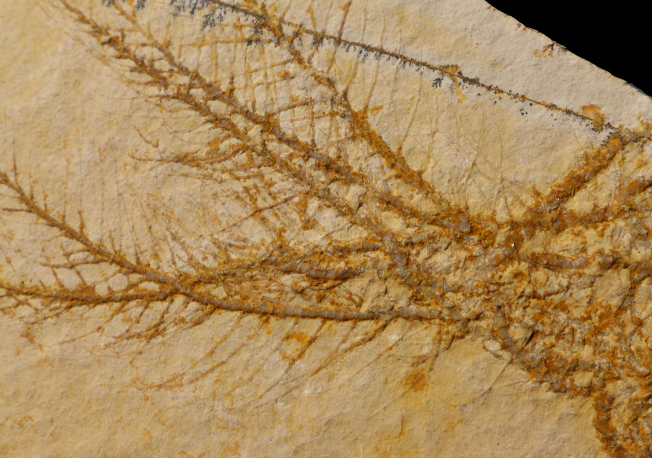 CRI040 - SPECTACULAR FEATHER STAR CRINOID FOSSIL COMATURELLA FROM THE JURASSIC DEPOSITS OF SOLNHOFEN