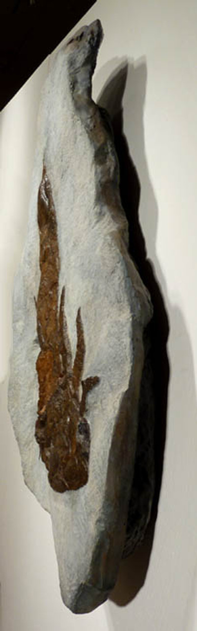 EUR001 - LARGEST NEARLY 3 FOOT DEVONIAN SEA SCORPION EURYPTERID WITH 3-DIMENSIONAL DETAIL FROM GERMANY -  ONE OF THREE KNOWN