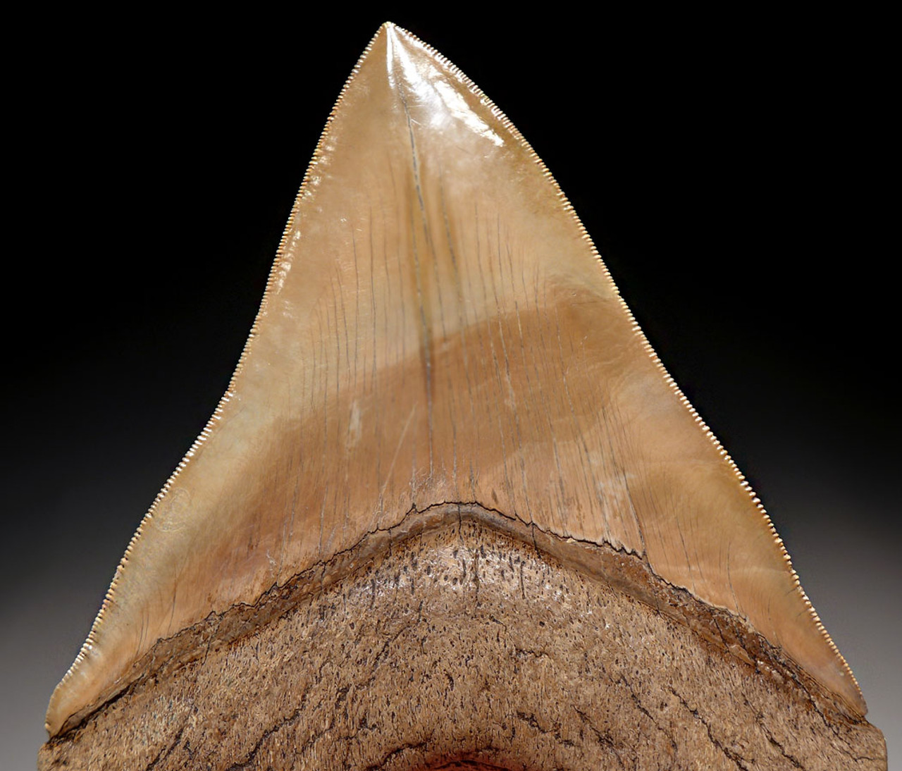 SH6-321 - FINEST GRADE 5.15 INCH MEGALODON TOOTH WITH LIGHT GOLDEN CREAM CHOICE ENAMEL