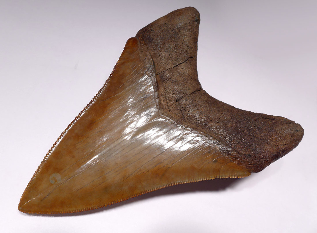 SH6-319 - 5.15 INCH MEGALODON SHARK TOOTH WITH GOLDEN AND COPPER RED ENAMEL