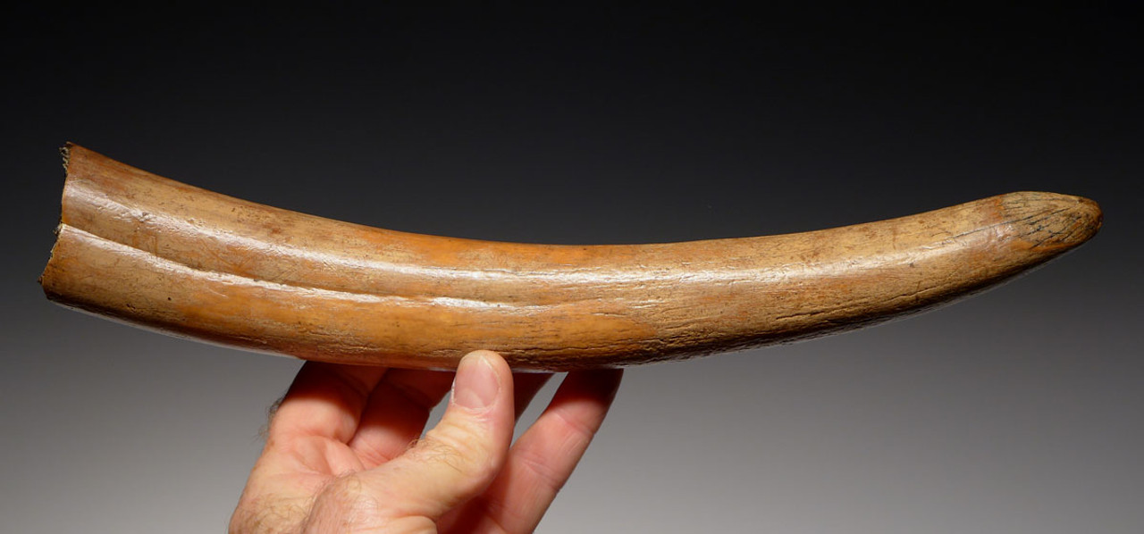 MTB001 - RAREST / FINEST COMPLETE TUSK FROM A BABY CALF WOOLLY MAMMOTH OF EUROPEAN ORIGIN