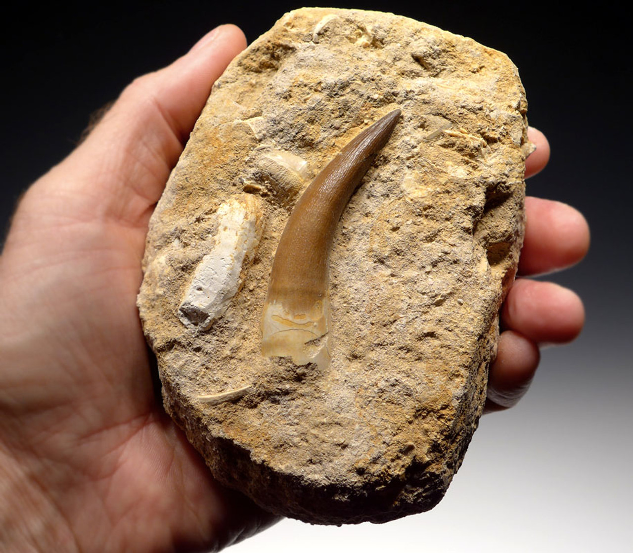 PLEX001 - NEARLY 3 INCH HUGE ELASMOSAUR MARINE REPTILE TOOTH IN MATRIX WITH SQUALICORAX SHARK TOOTH
