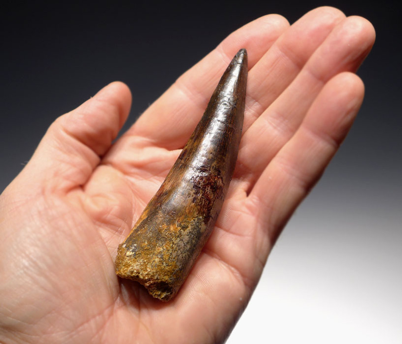 DT5-195 - EXTREMELY RARE CHOICE GRADE 4.2 INCH SPINOSAURUS DINOSAUR TOOTH WITH SHARP TIP