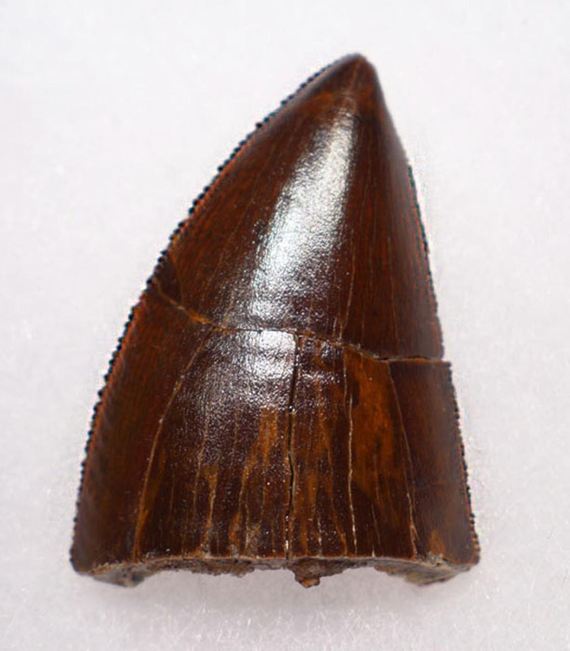 DT2-061 - PARTIAL LARGE CARCHARODONTOSAURUS DINOSAUR TOOTH WITH SHARP TIP AND SERRATIONS