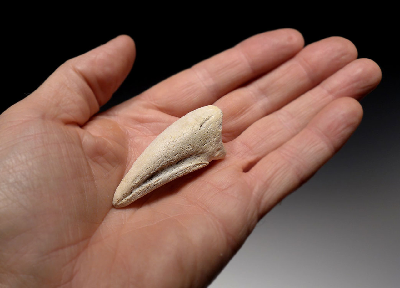 DCX006 - PERFECT COMPLETE SPINOSAURUS DINOSAUR TOE CLAW IN RARE WHITE COLOR