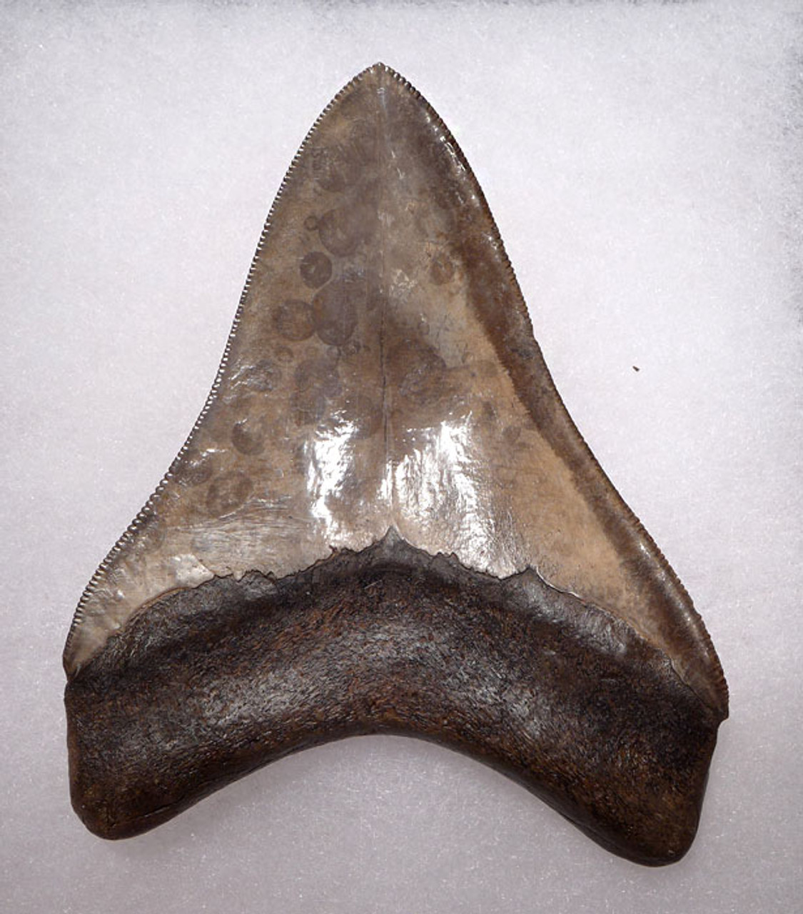 SH6-292 - COLLECTOR GRADE SPOTTED SILVER BRONZE 4.1 INCH MEGALODON SHARK TOOTH