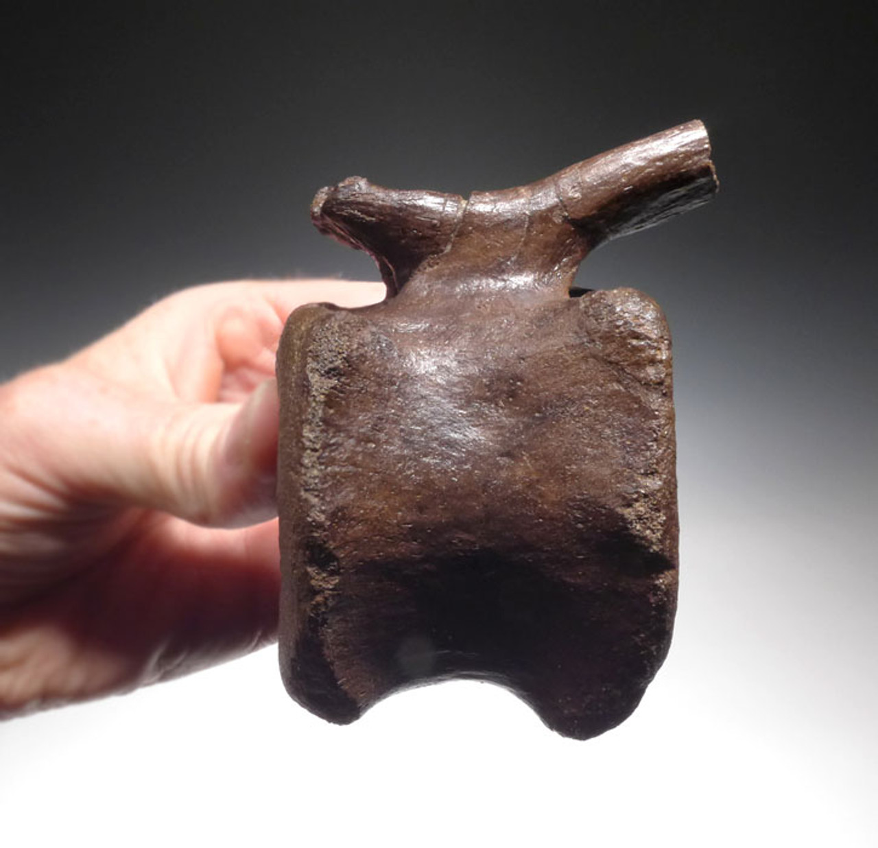 DB7-023 - SUPERB EDMONTOSAURUS HADROSAUR DINOSAUR CAUDAL VERTEBRA