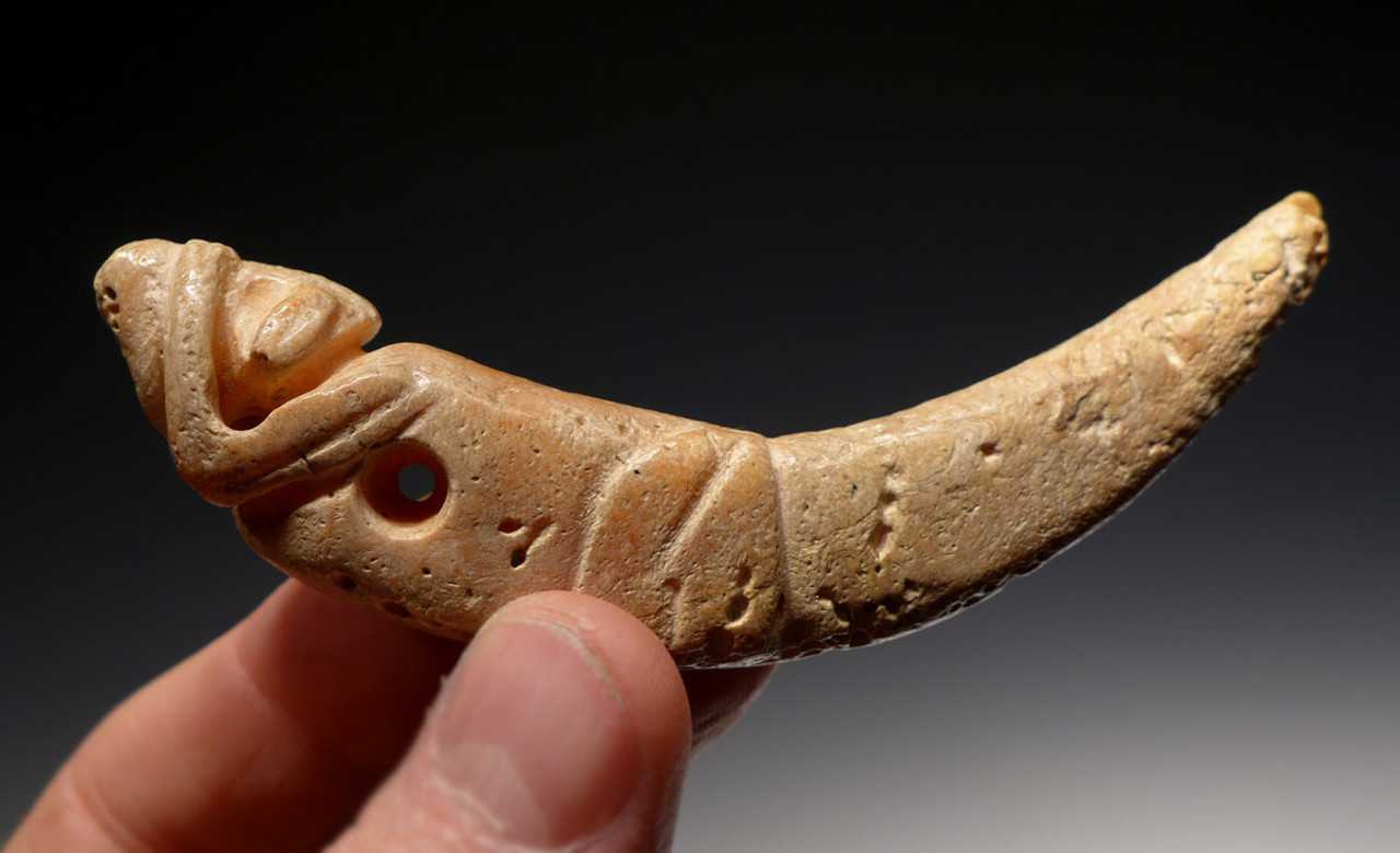 PC226 - LARGE PRE-COLUMBIAN SPONDYLUS SHELL CARVED PENDANT OF A DOG