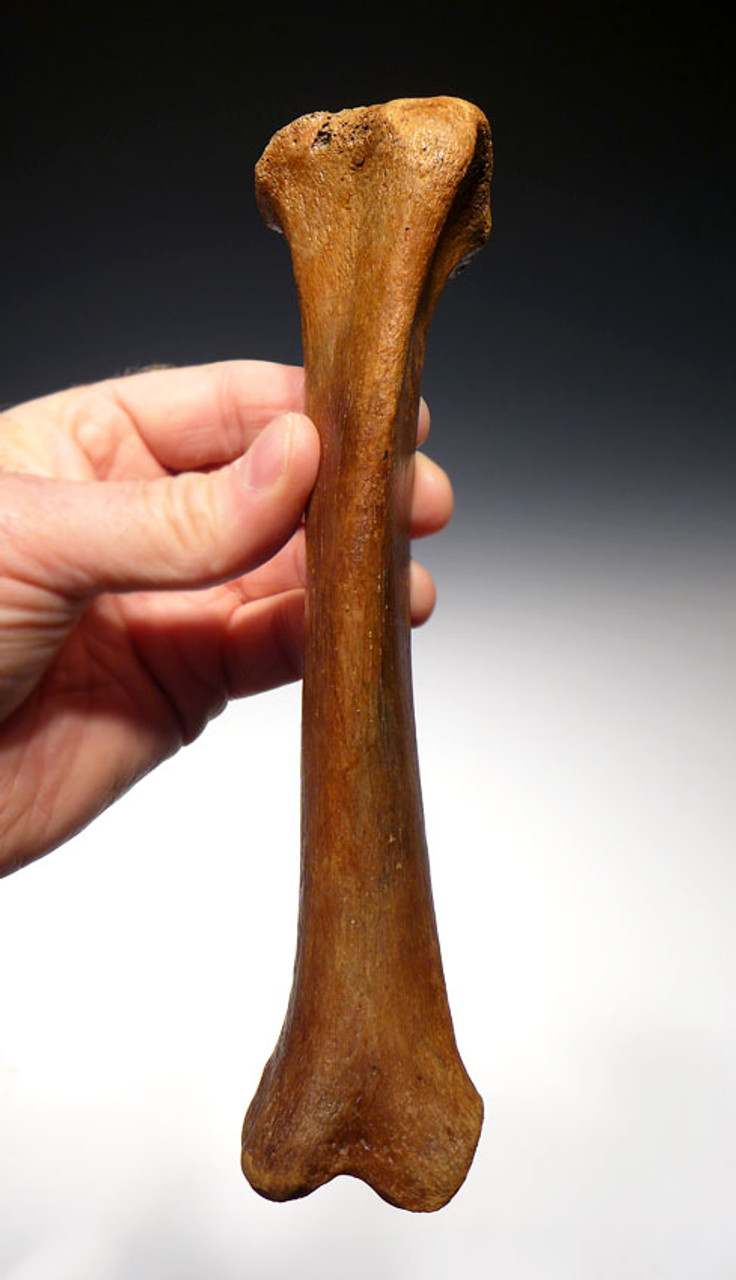 LMX103 - RARE COMPLETE EUROPEAN CAVE HYENA  LEFT TIBIA LEG BONE WITH UNUSUALLY FINE PRESERVATION