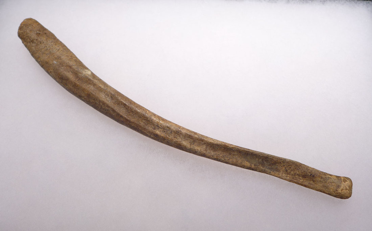 LMX100 - LARGE INTACT CAVE BEAR PENIS BONE FOSSIL BACULUM WITH PERFECT PRESERVATION