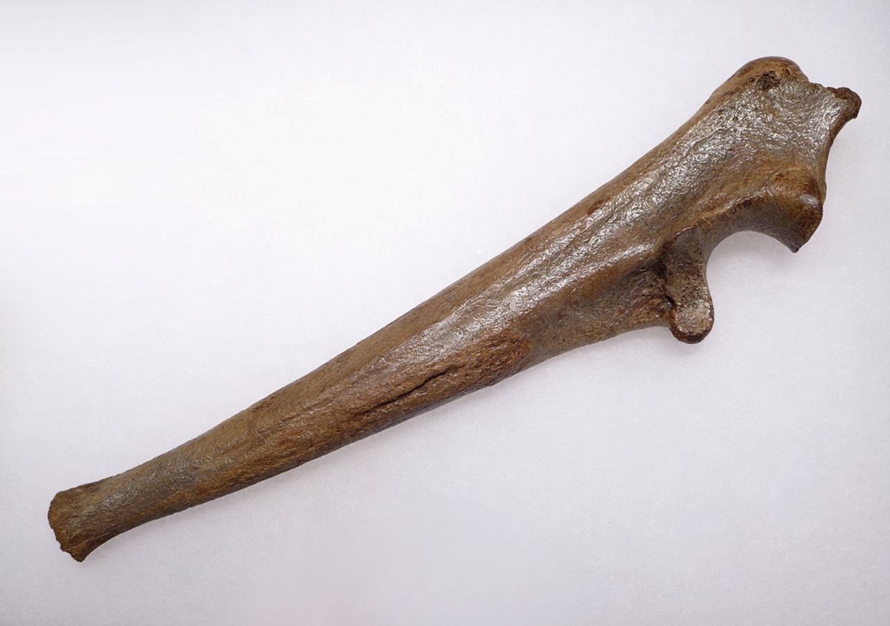 LMX106 - MUSEUM-CLASS CAVE LION COMPLETE INTACT ULNA ARM BONE FROM EUROPE