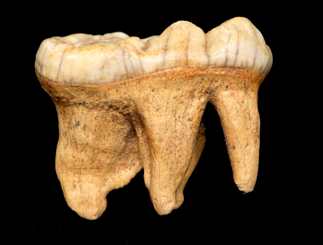 LM40-154 - FINEST LARGE EUROPEAN CAVE BEAR PRIMARY MOLAR WITH FULL ROOT