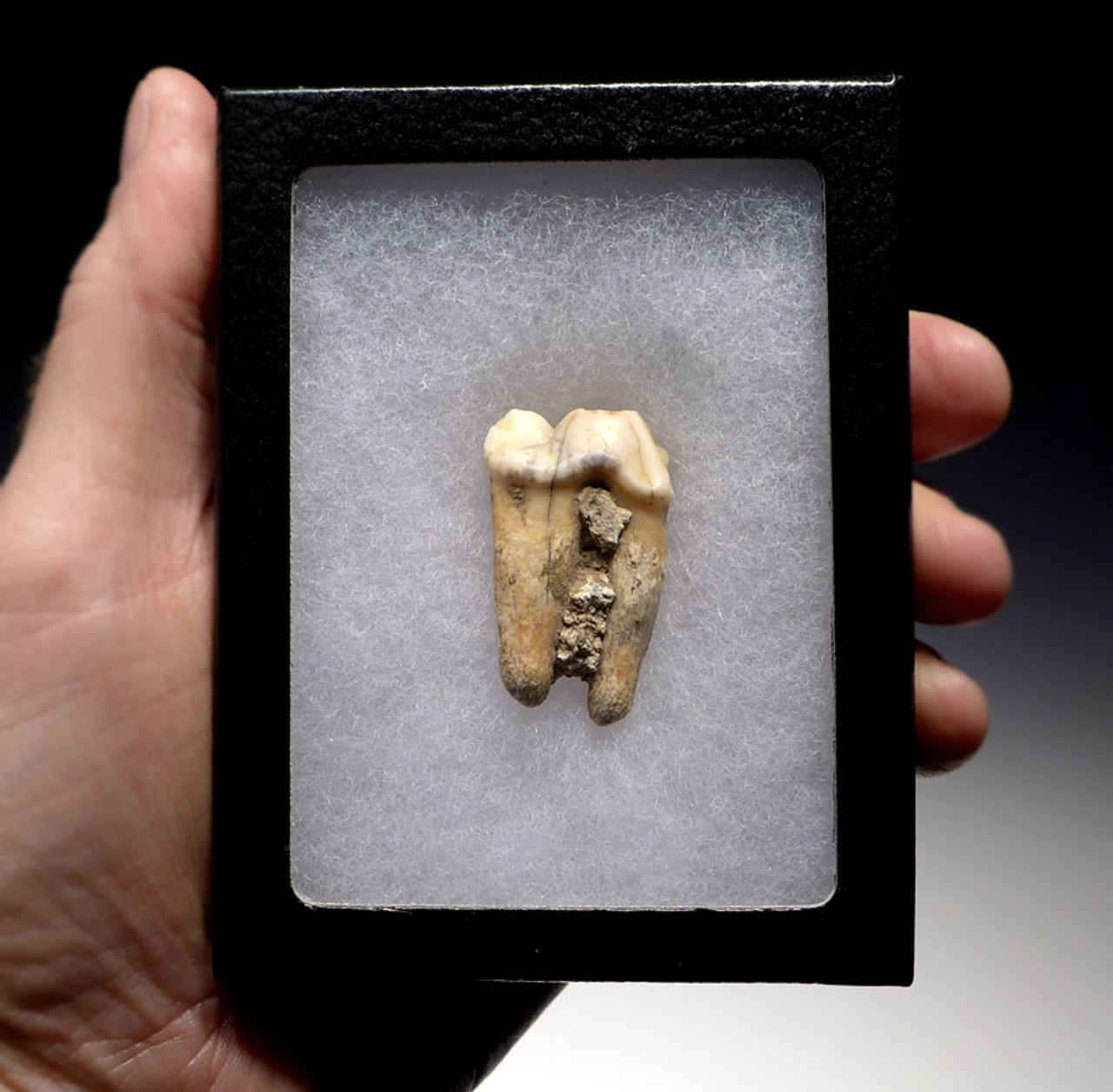 LMX107 - EUROPEAN CAVE HYENA  FOSSIL TOOTH WITH ROOT