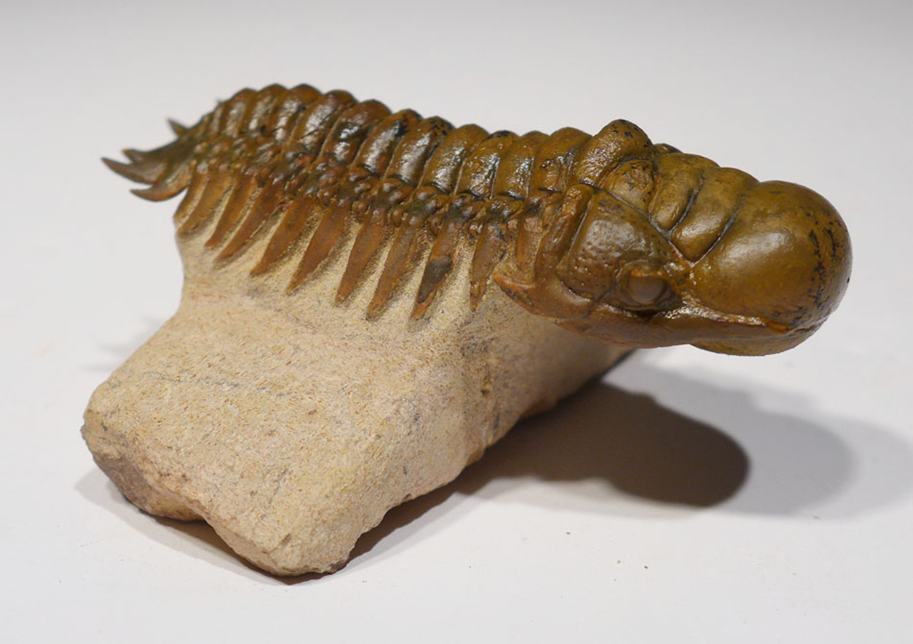 TRX351 - DARK GOLD CHEIRURUS CROTALOCEPHALUS TRILOBITE WITH EXPOSED MOUTH PARTS AND FREE-STANDING TAIL SPINES