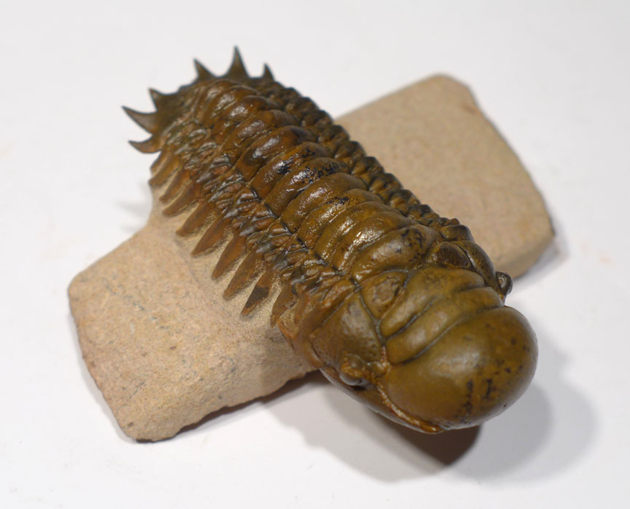 TRX351 - DARK GOLD CHEIRURUS CROTALOCEPHALUS TRILOBITE WITH EXPOSED MOUTH PARTS AND FREE-STANDING TAIL SPINES