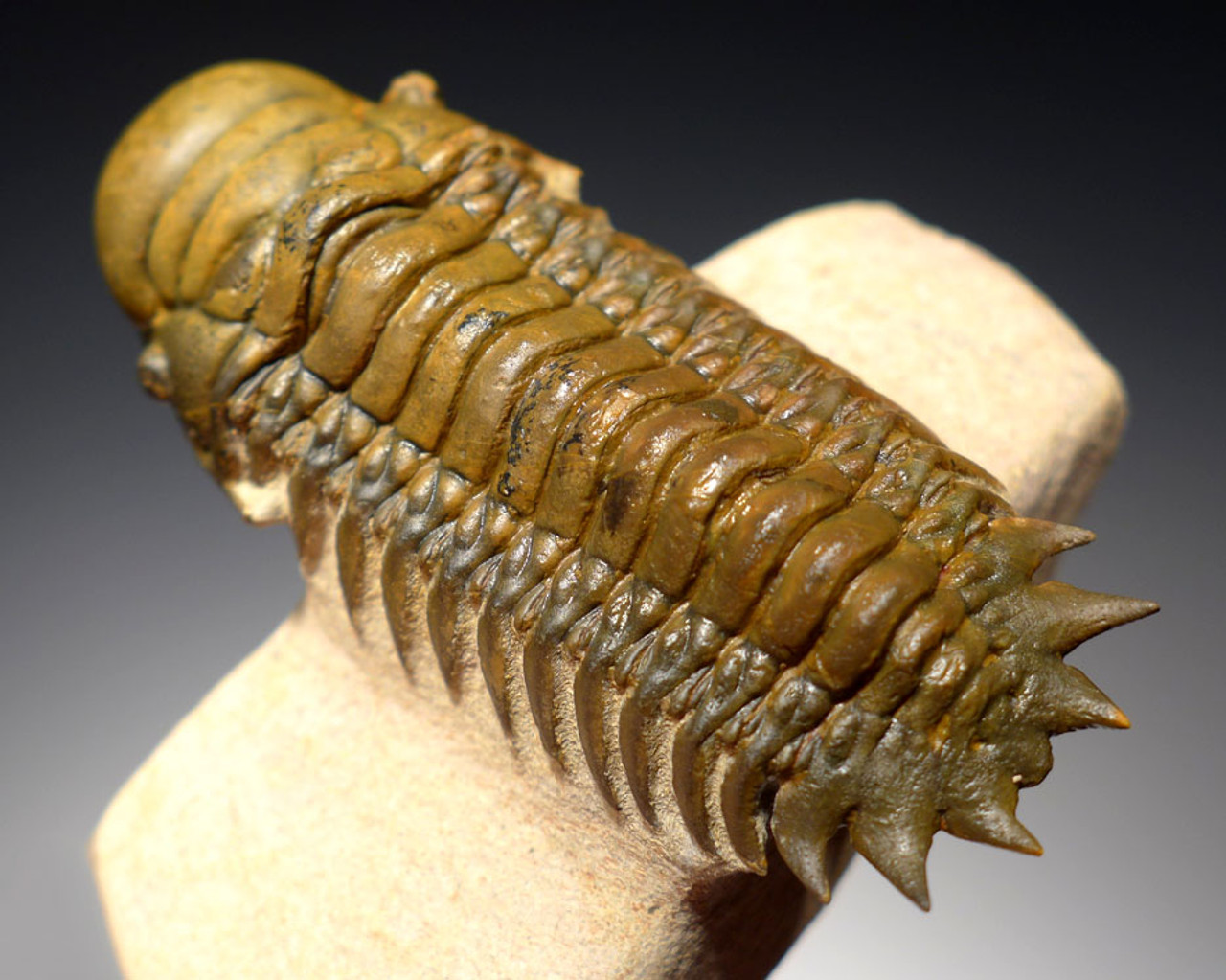 TRX351 - DARK GOLD CHEIRURUS CROTALOCEPHALUS TRILOBITE WITH EXPOSED MOUTH PARTS AND FREE-STANDING TAIL SPINES