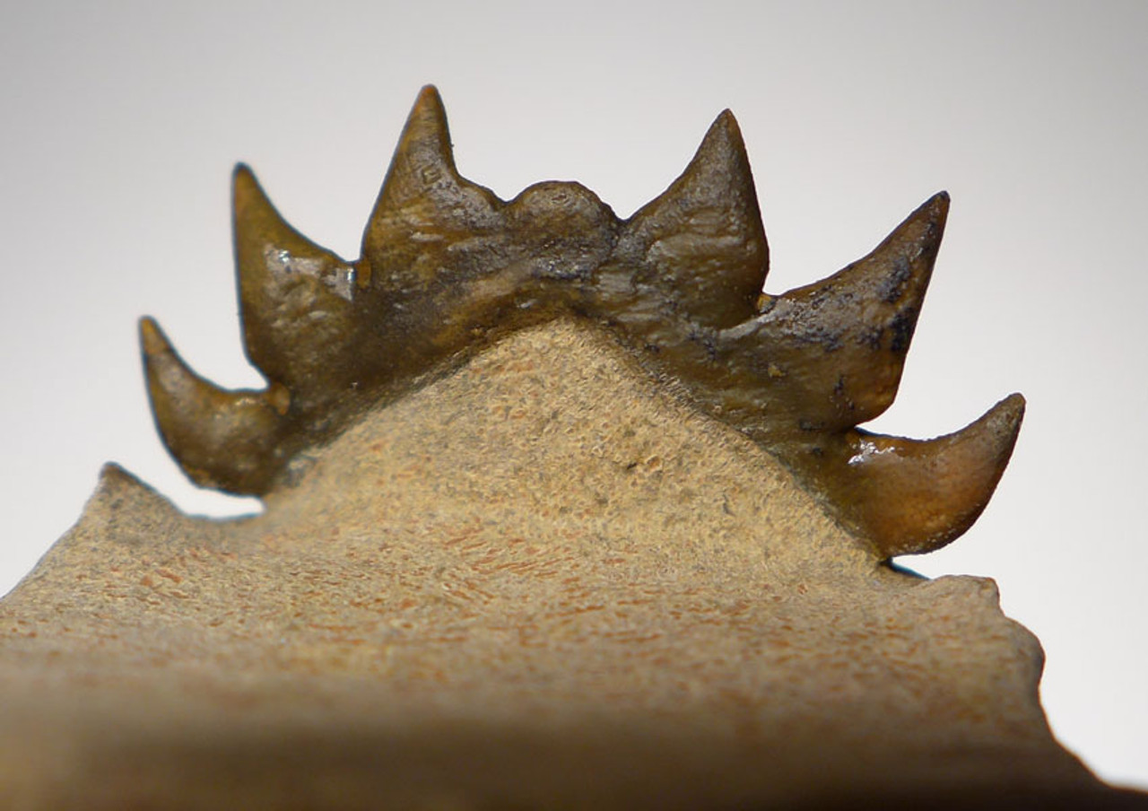 TRX351 - DARK GOLD CHEIRURUS CROTALOCEPHALUS TRILOBITE WITH EXPOSED MOUTH PARTS AND FREE-STANDING TAIL SPINES