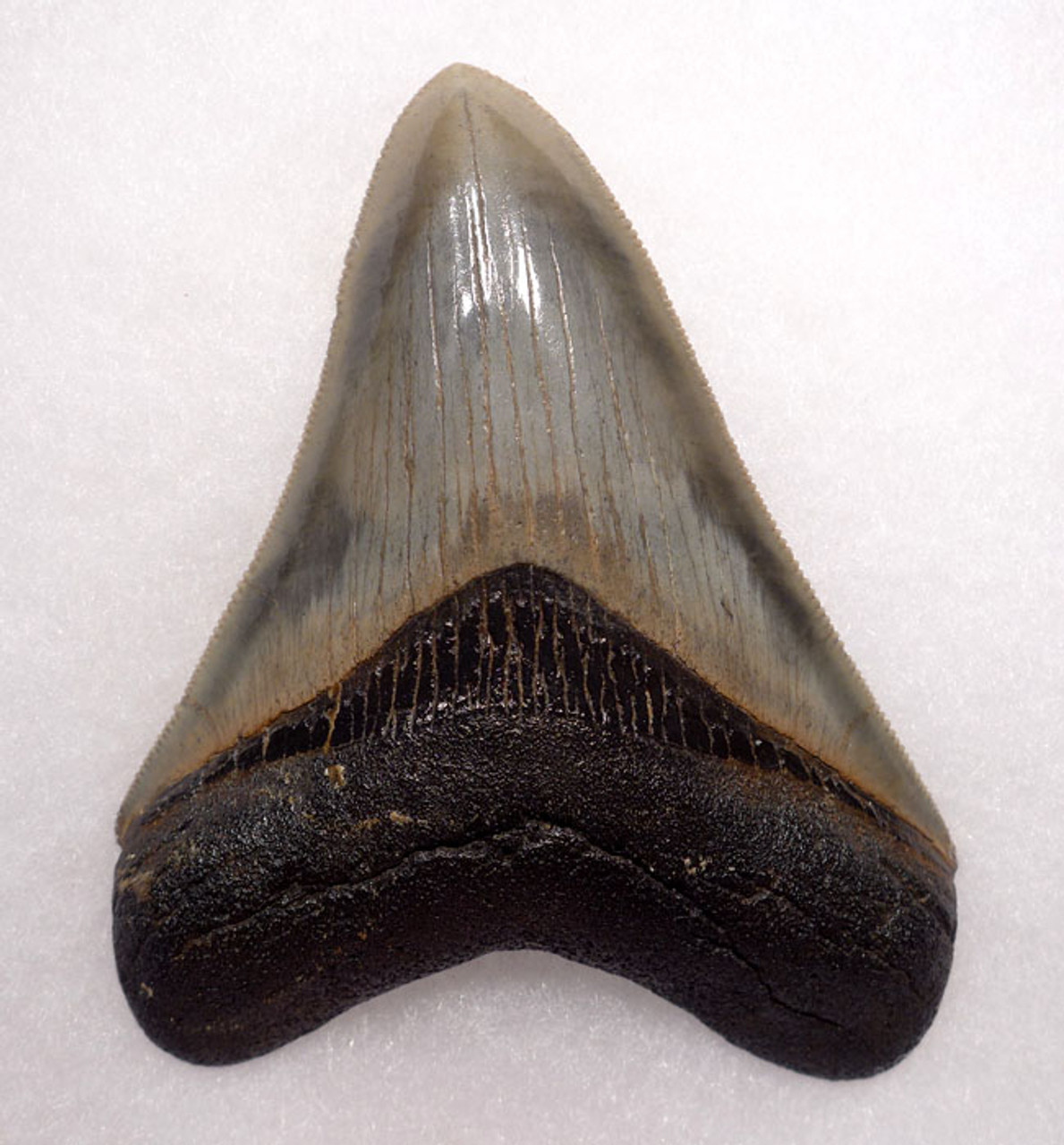 SH6-332 - FINEST GRADE 3.6 INCH MEGALODON SHARK TOOTH WITH THUNDER CLOUDS ENAMEL PATTERNS