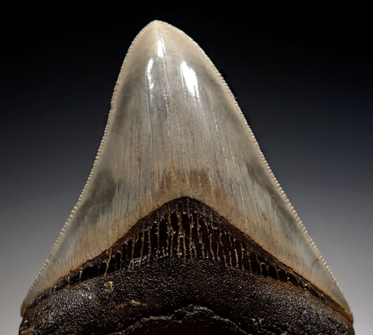 SH6-332 - FINEST GRADE 3.6 INCH MEGALODON SHARK TOOTH WITH THUNDER CLOUDS ENAMEL PATTERNS