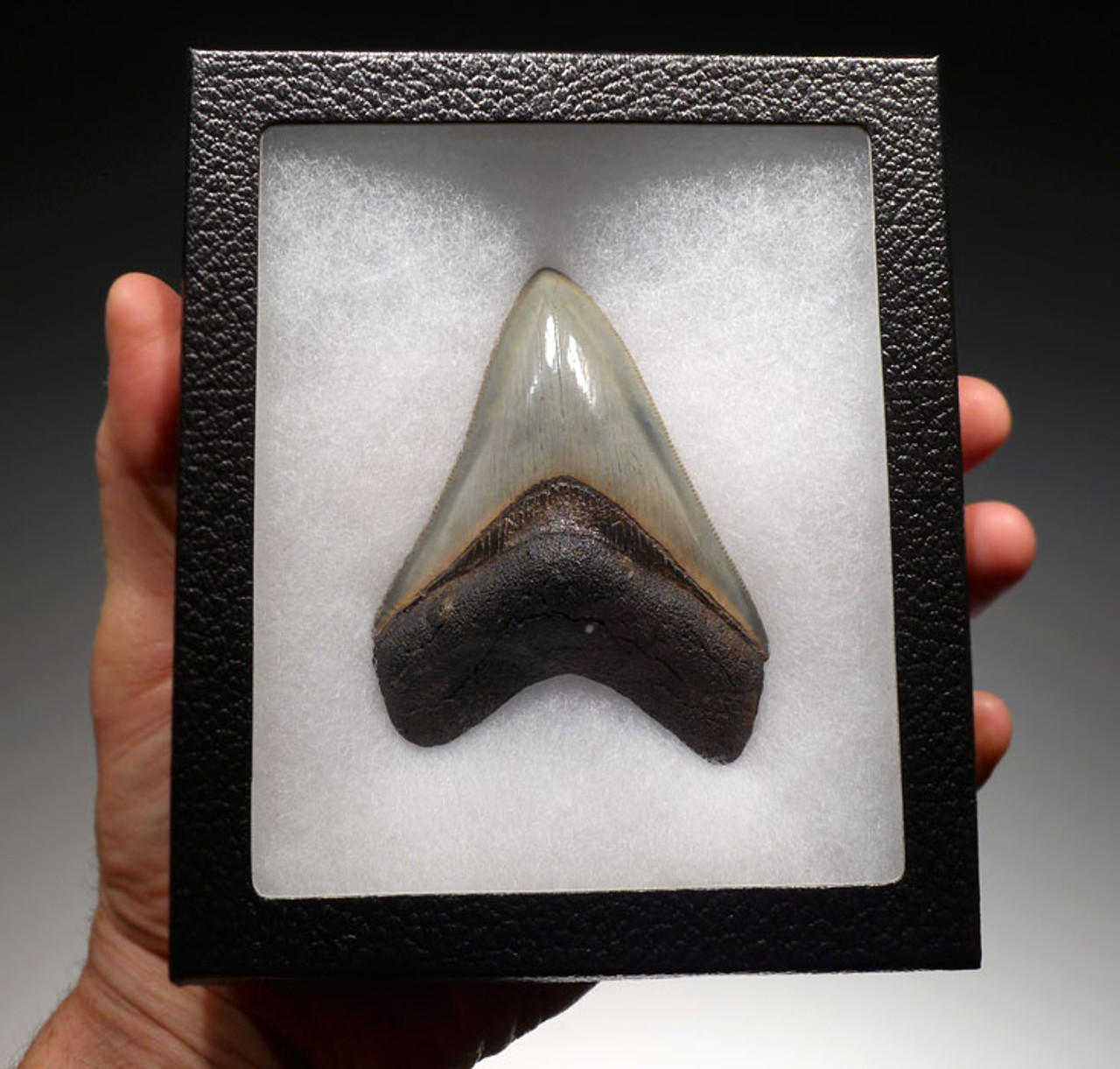 SH6-331 - FINEST GRADE 3.8 INCH MEGALODON SHARK TOOTH WITH COLORFUL ENAMEL