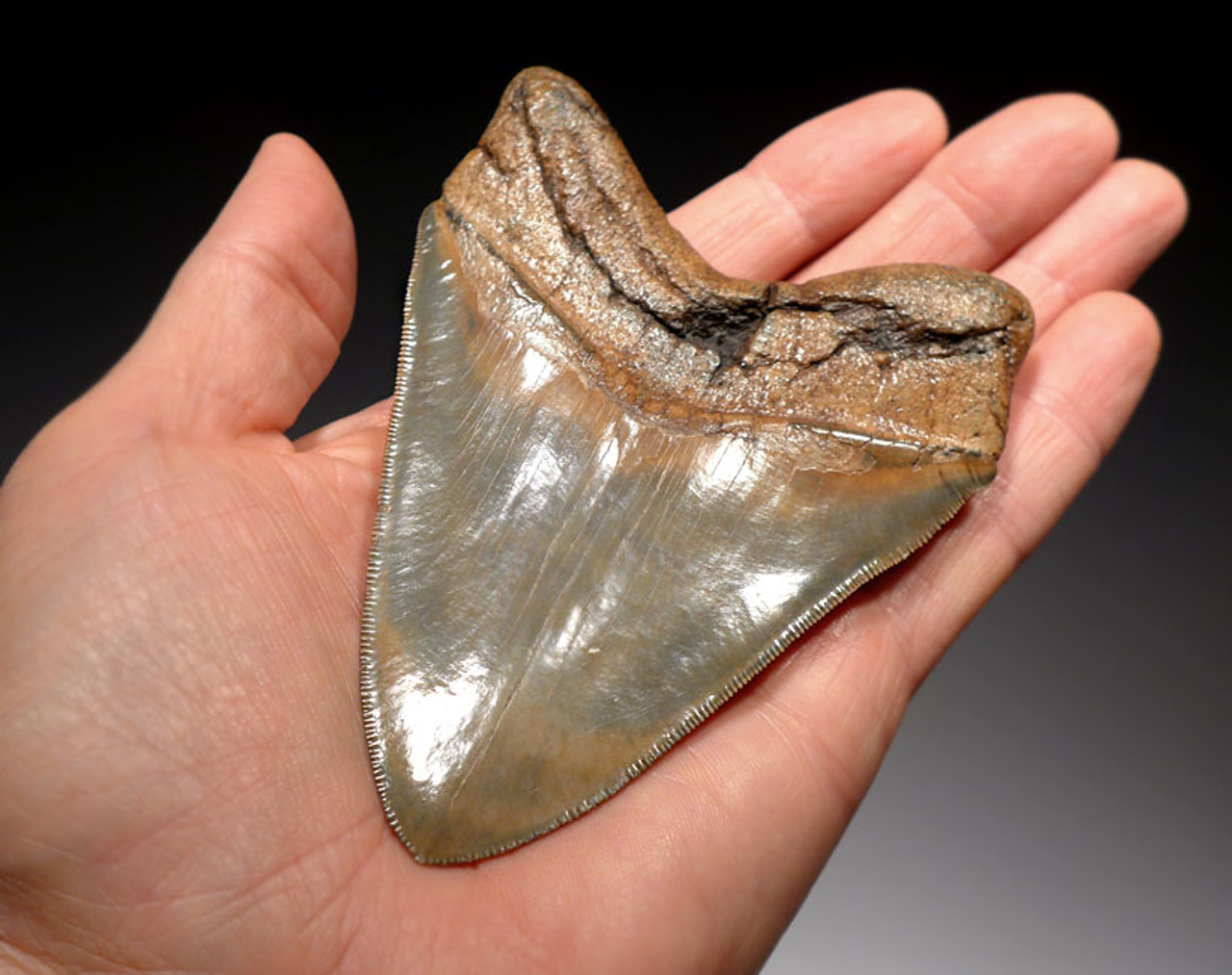 COLLECTOR GRADE MEGALODON TEETH
