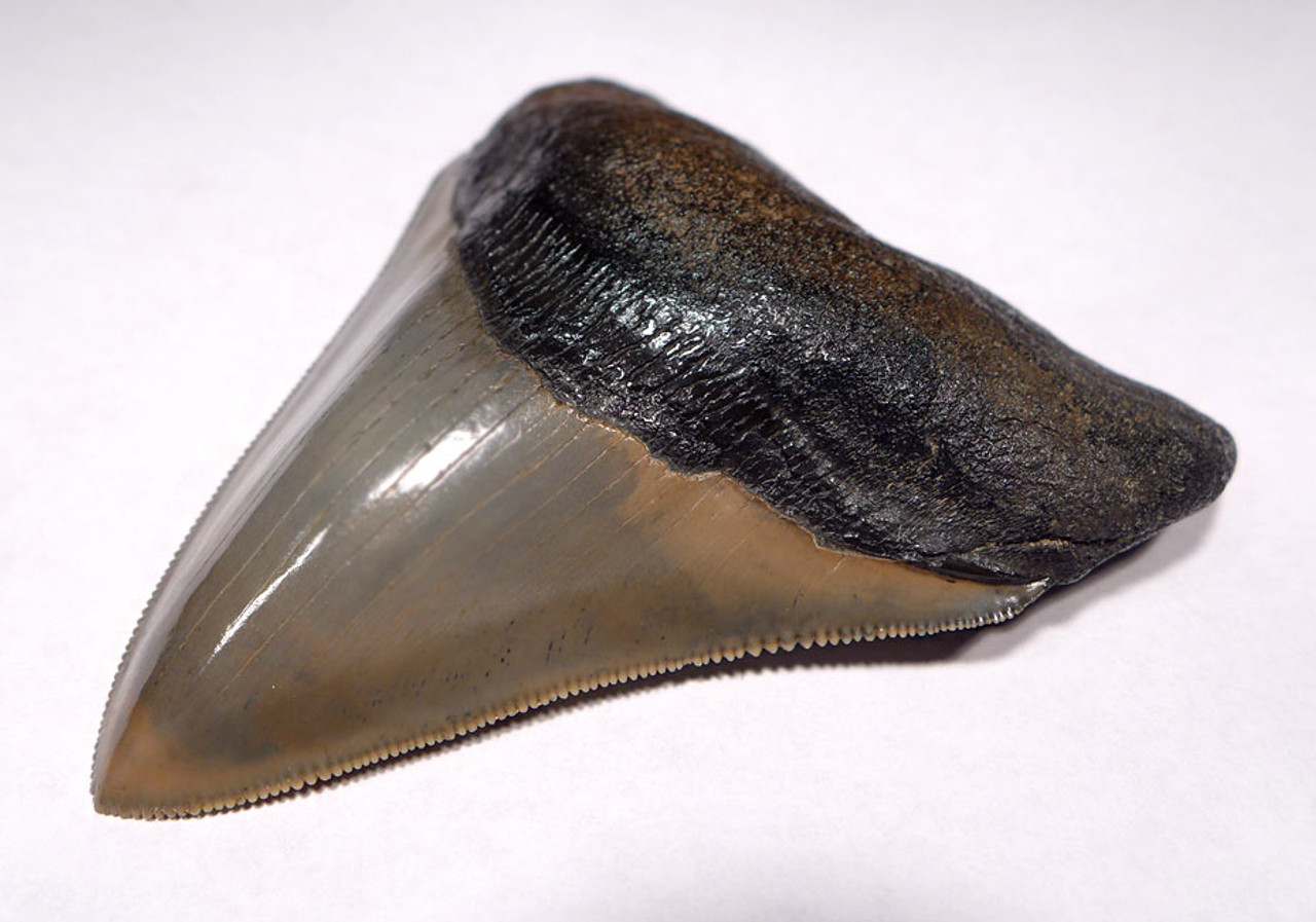 SH6-325 - FINEST GRADE 3.8 INCH MEGALODON SHARK TOOTH WITH STUNNING PRESERVATION