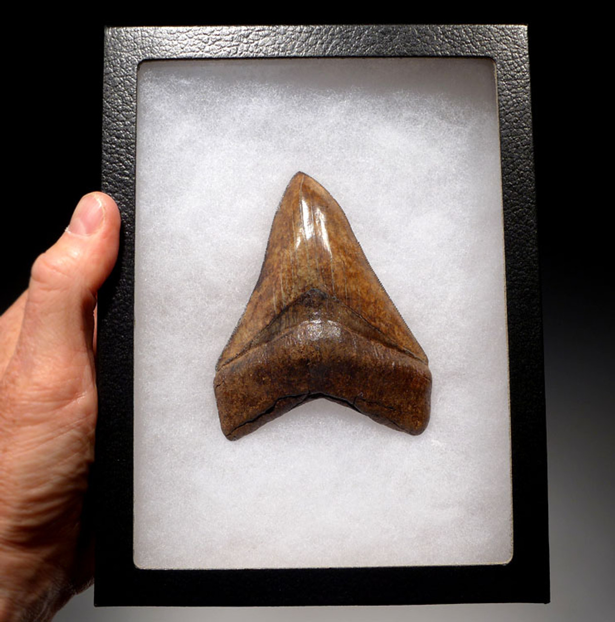 SH6-326 - COLLECTOR GRADE 4.4 INCH MEGALODON SHARK TOOTH WITH STUNNING MOTTLED COPPER ENAMEL