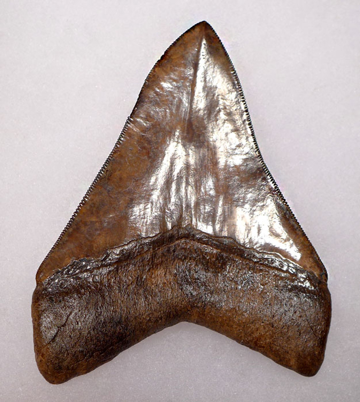 SH6-326 - COLLECTOR GRADE 4.4 INCH MEGALODON SHARK TOOTH WITH STUNNING MOTTLED COPPER ENAMEL