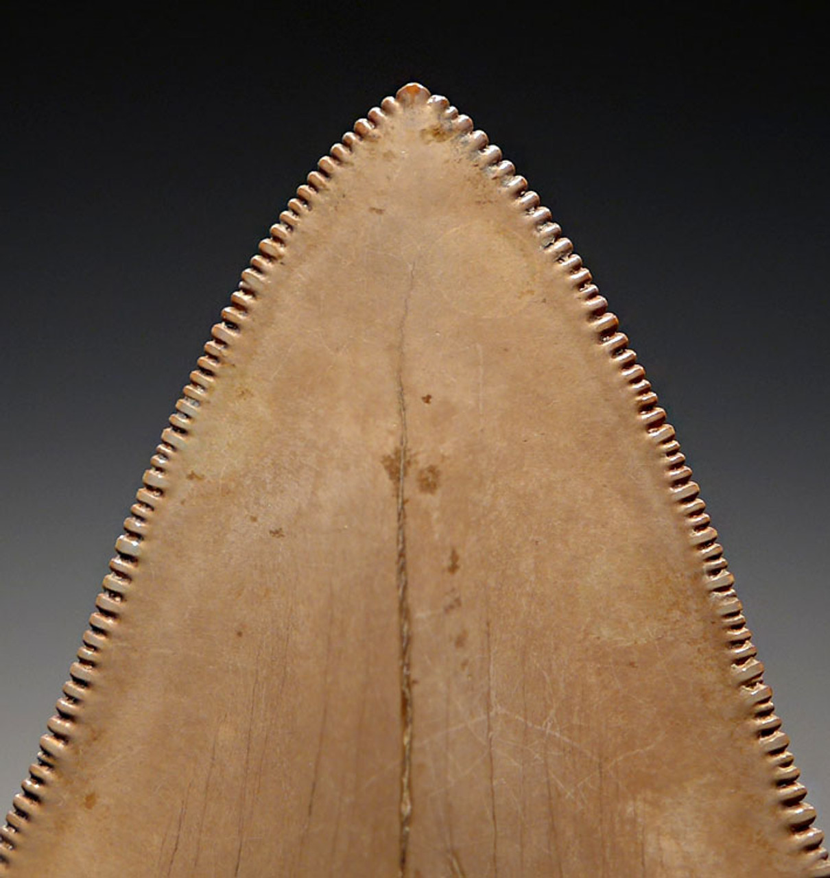 SH6-324 - FINEST GRADE 3.5 INCH MOTTLED IVORY MEGALODON SHARK TOOTH