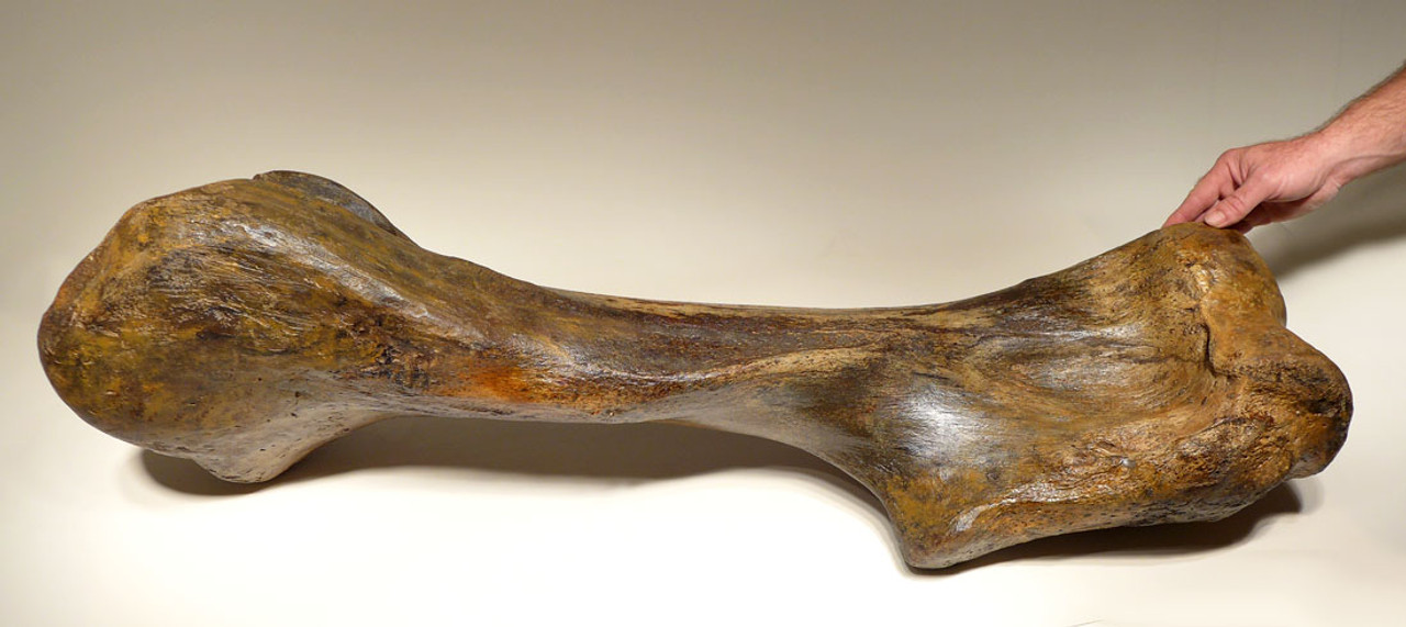 LMX134 - MASSIVE COMPLETE WOOLLY MAMMOTH HUMERUS UPPER ARM BONE WITH RARE PRESERVATION