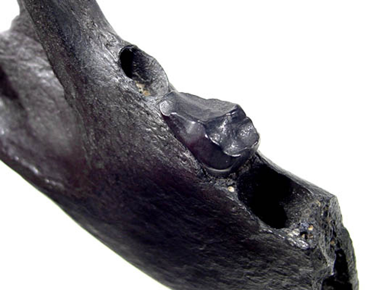LM43-002 - EXTREMELY RARE  AMPHICYON "BONE-CRUSHING BEAR-DOG" JAW WITH INTACT CRUSHING MOLAR TOOTH 