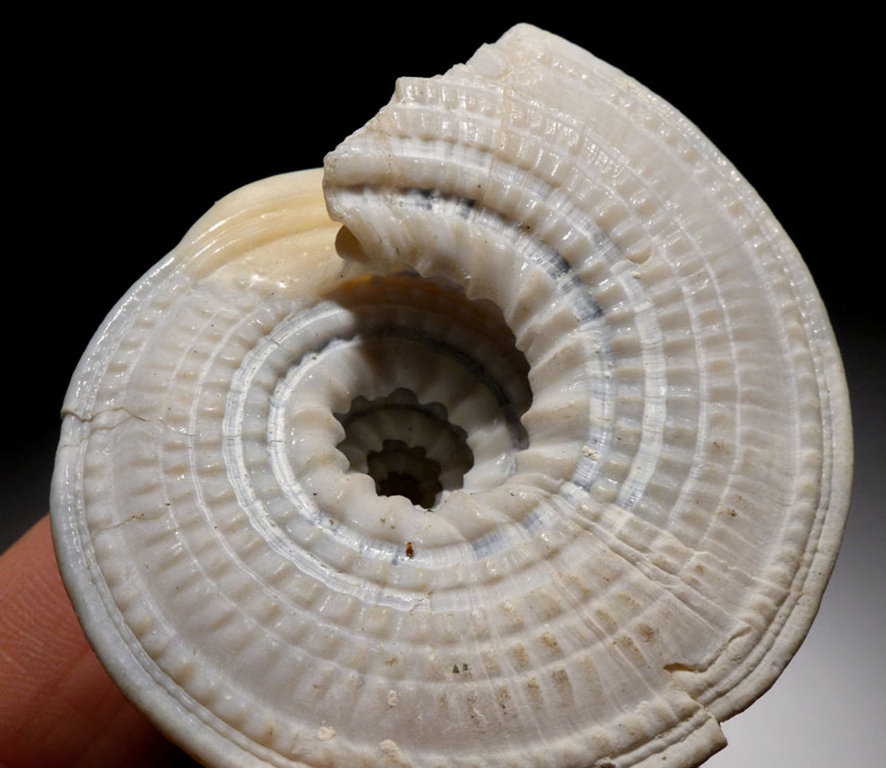 GA055 - PRISTINE PAIR OF ARCHITECTONICA NOBILIS SUNDIAL SHELL FOSSILS