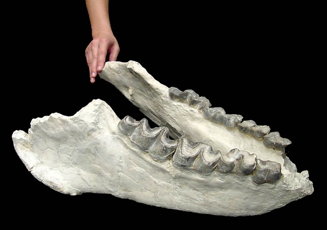 LM1003  - FOSSIL BRONTOTHERIUM FULL LOWER JAW WITH TEETH