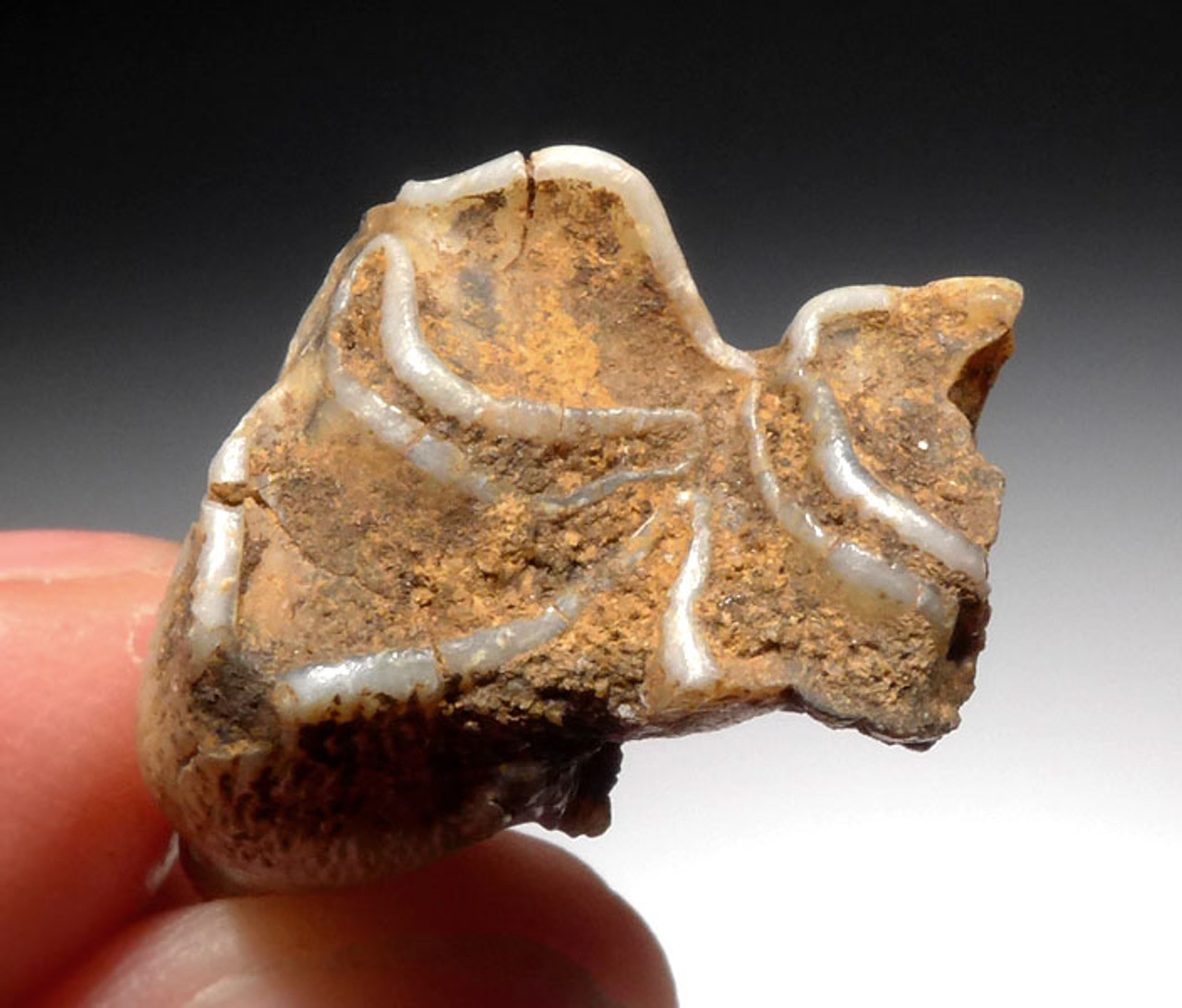 M342 - VERY RARE NEANDERTHAL MOUSTERIAN FLINT KNIFE FOUND WITH FOSSIL REINDEER TOOTH FROM A ROCK SHELTER IN FRANCE