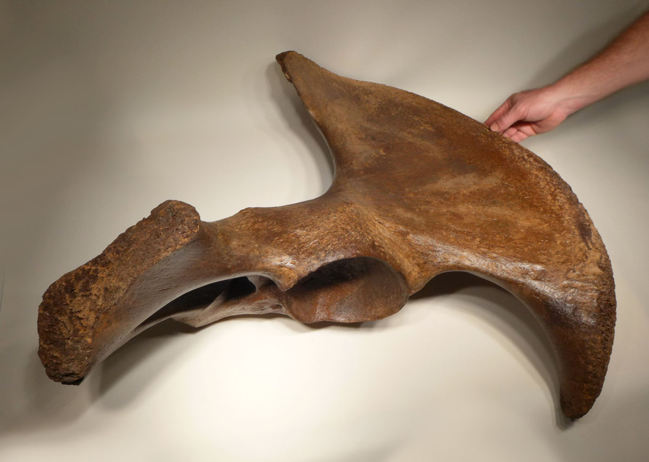 LMX159 - SUPER RARE COMPLETE WOOLLY MAMMOTH PELVIS HALF WITH THE FINEST PRESERVATION SEEN