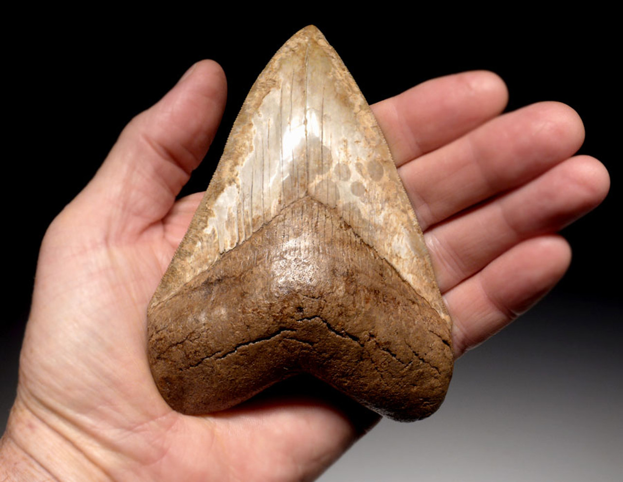 SH6-336 - INVESTMENT GRADE SPOTTED IVORY WHITE 4.8 INCH MEGALODON SHARK TOOTH WITH INCREDIBLE ENAMEL PATTERNS