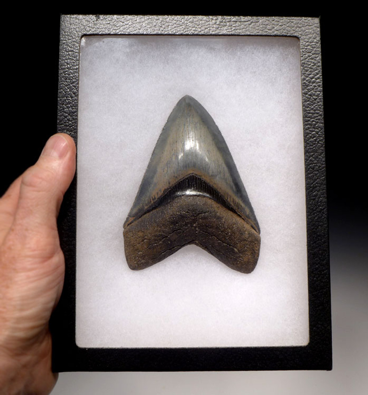 SH6-335 - FINEST GRADE 4.7 INCH MEGALODON TOOTH WITH BLUE-GRAY AND CREAM CHATOYANT ENAMEL