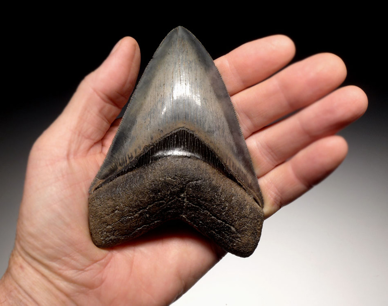 SH6-335 - FINEST GRADE 4.7 INCH MEGALODON TOOTH WITH BLUE-GRAY AND CREAM CHATOYANT ENAMEL