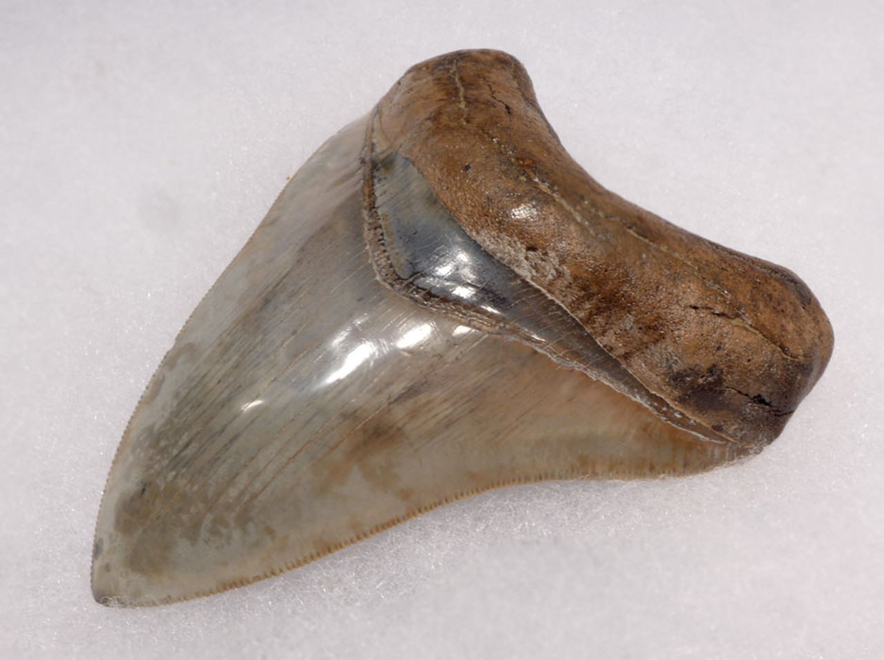 SH6-345 - INVESTMENT GRADE 4 INCH SPOTTED BLUE-GRAY MEGALODON SHARK TOOTH