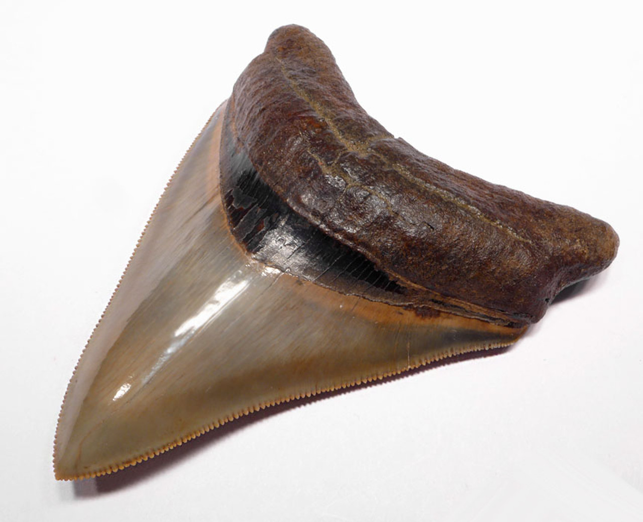 SH6-338 - FINEST COLLECTOR GRADE GOLD AND ORANGE 4.2 INCH MEGALODON SHARK TOOTH